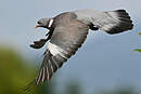 Pigeon ramier