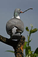 Pigeon ramier