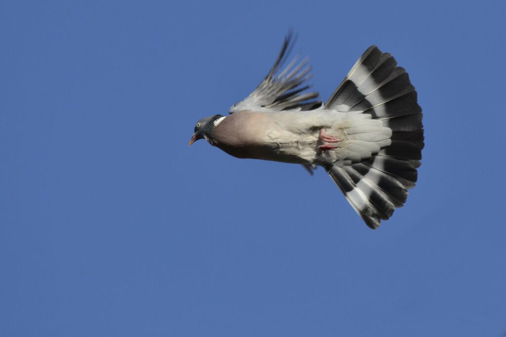 Common Wood Pigeon, Flight