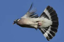 Common Wood Pigeon