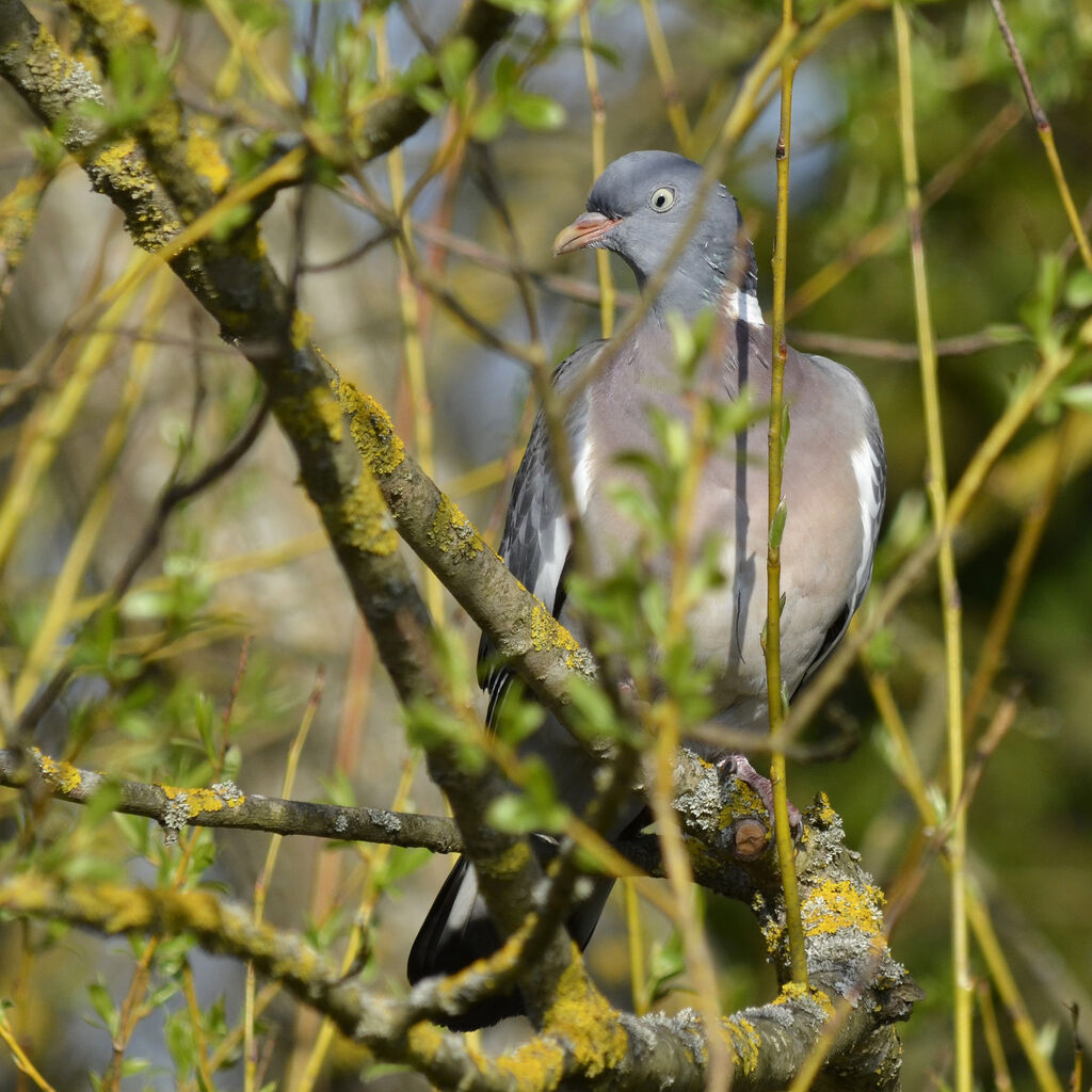 Pigeon ramieradulte, identification