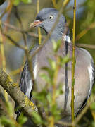 Common Wood Pigeon