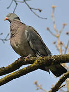 Common Wood Pigeon