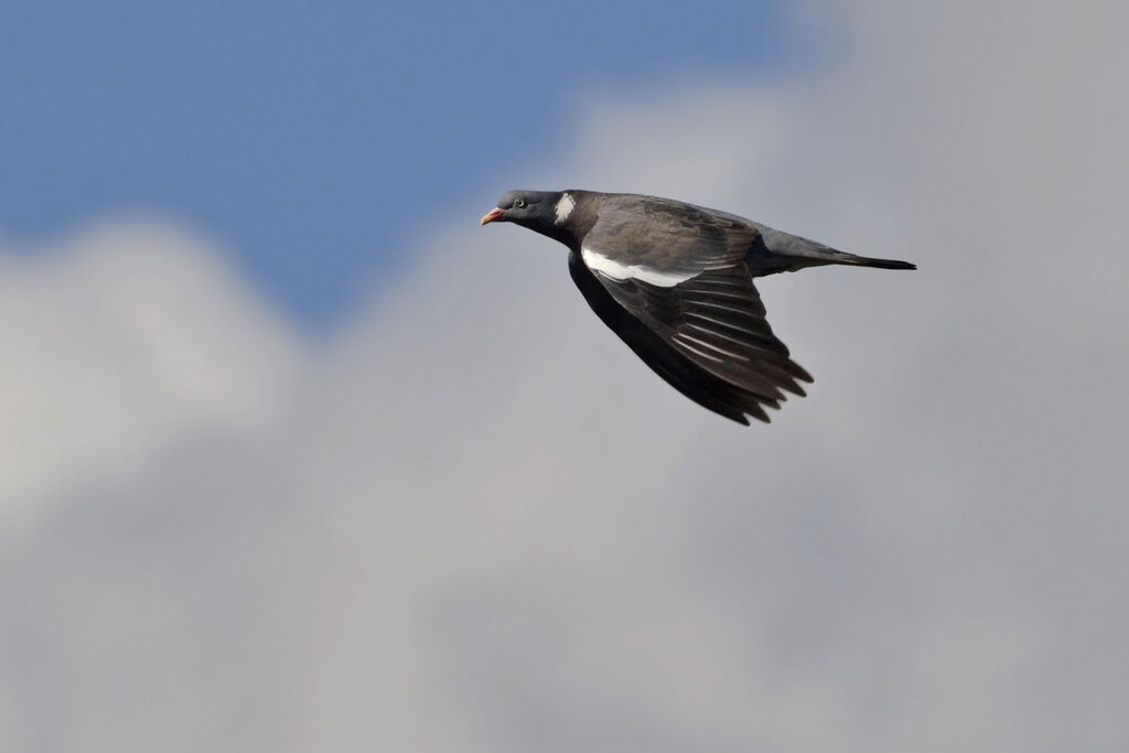 Common Wood Pigeonadult, Flight