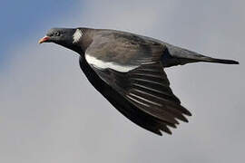 Common Wood Pigeon