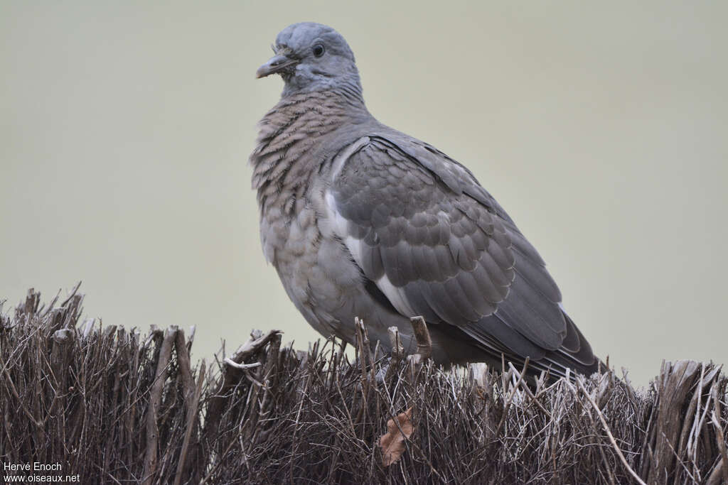 Pigeon ramierjuvénile, identification