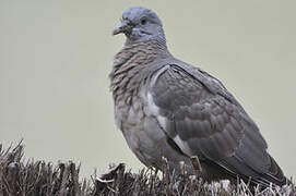 Common Wood Pigeon