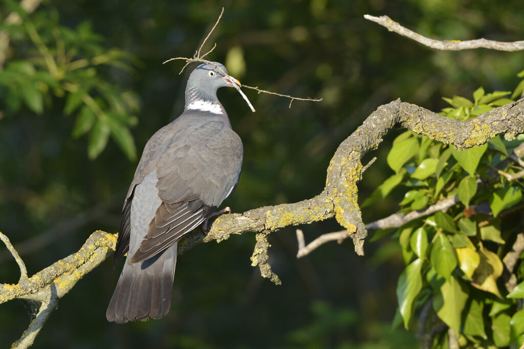 Common Wood Pigeonadult, identification, Reproduction-nesting