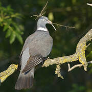 Common Wood Pigeon