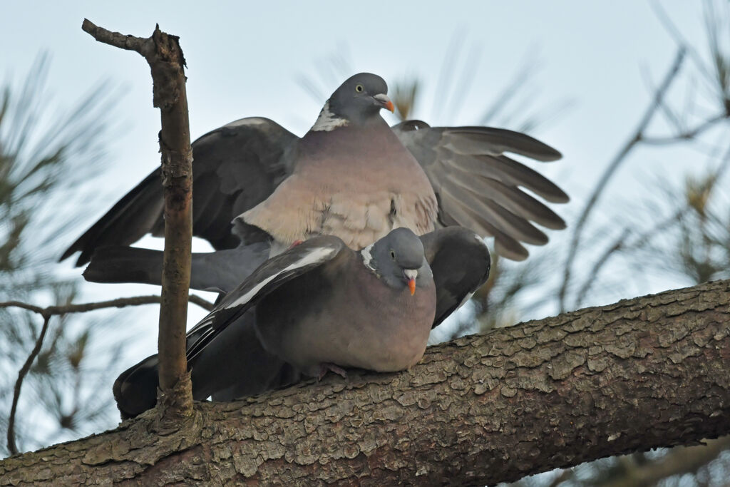 Pigeon ramieradulte, accouplement.