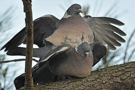 Common Wood Pigeon