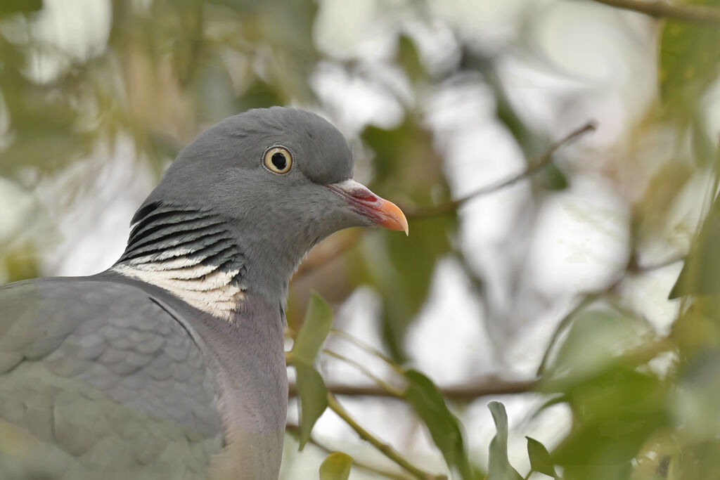 Pigeon ramieradulte, portrait