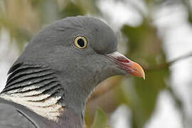 Common Wood Pigeon