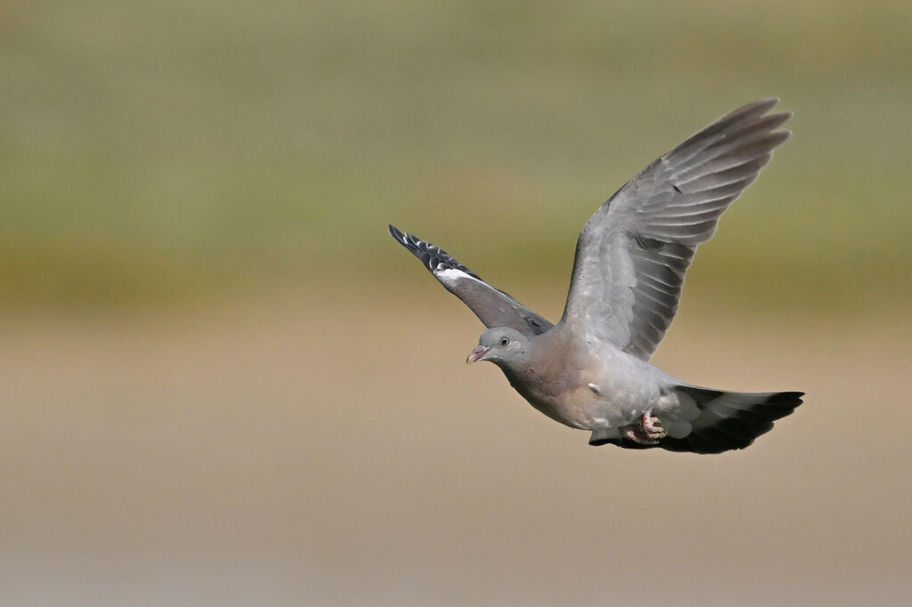 Pigeon ramier1ère année, Vol