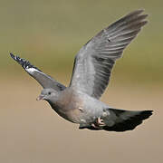 Common Wood Pigeon