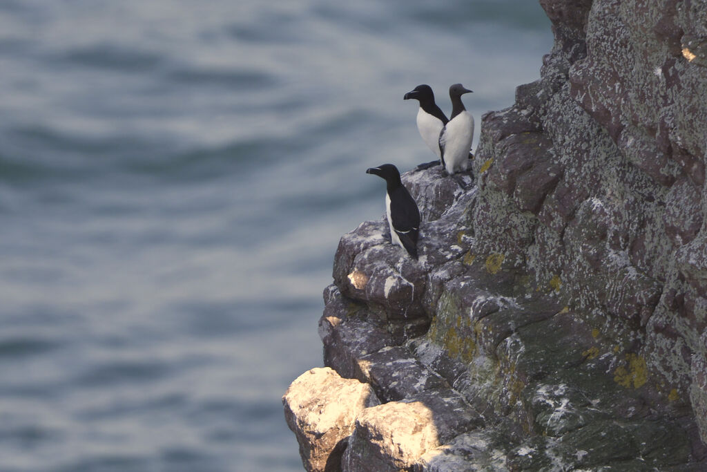 Pingouin tordaadulte, habitat