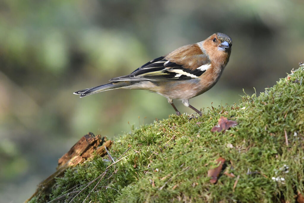 Eurasian Chaffinch male adult breeding, identification