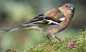 Eurasian Chaffinch