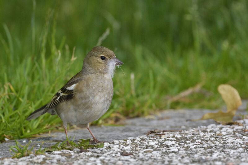 Common Chaffinch female adult breeding, Reproduction-nesting