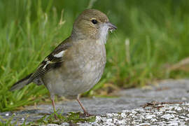 Eurasian Chaffinch