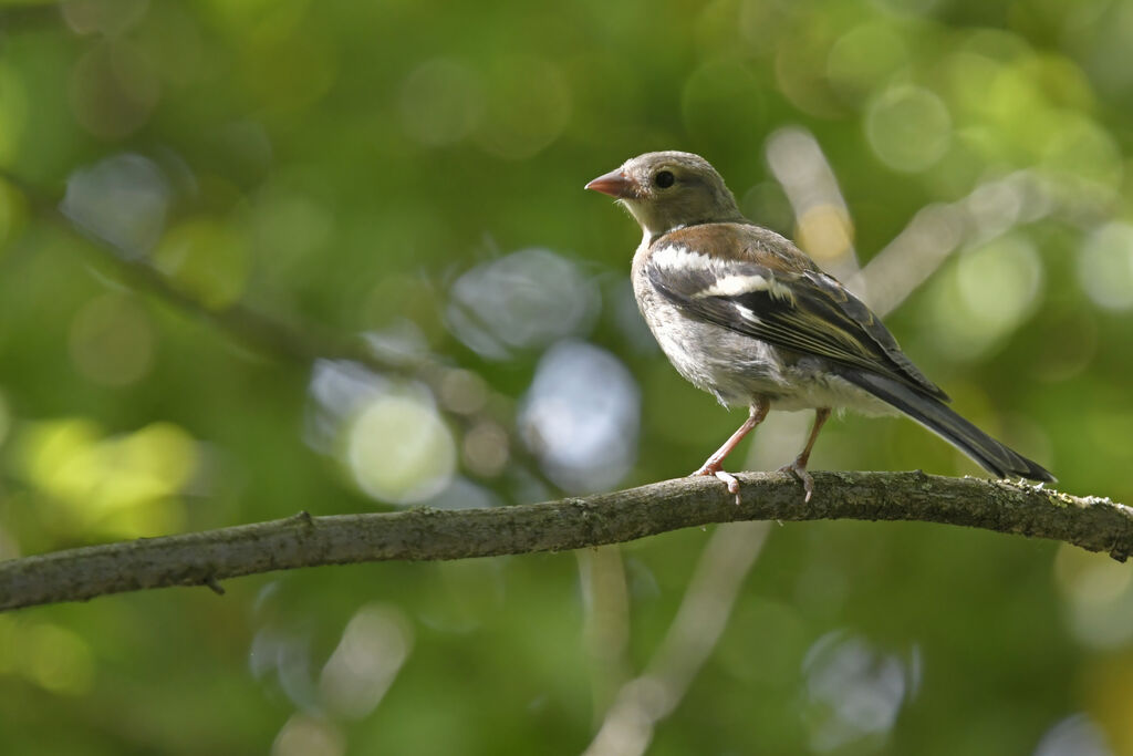 Pinson des arbresjuvénile, identification