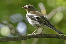 Eurasian Chaffinch