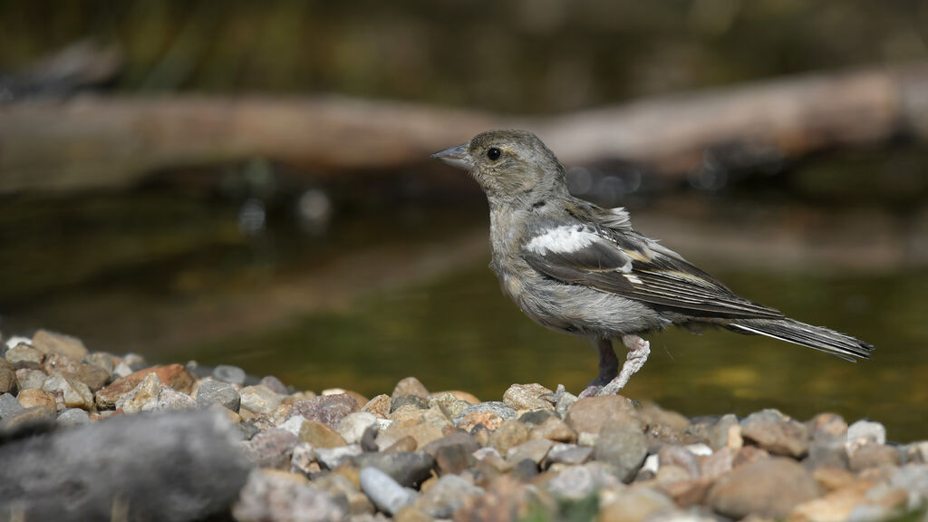 Pinson des arbresjuvénile, identification