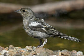 Eurasian Chaffinch