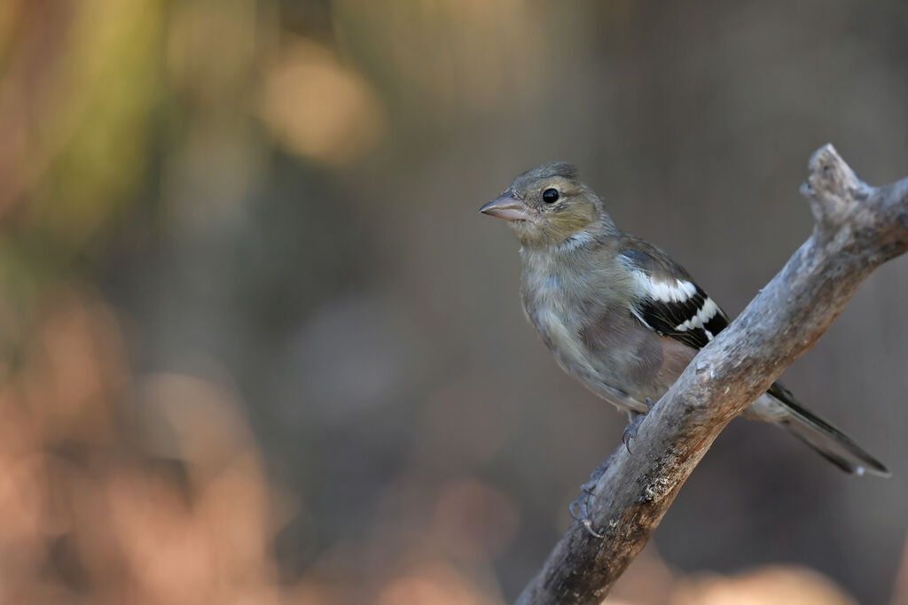 Eurasian Chaffinch male immature, identification