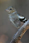 Eurasian Chaffinch