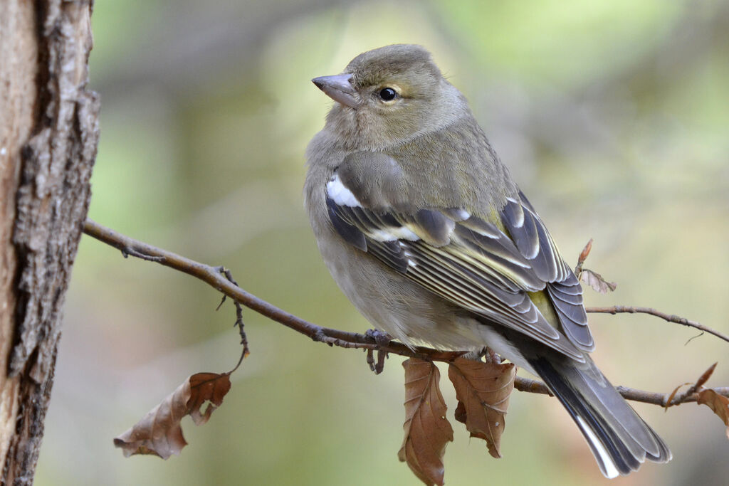 Eurasian Chaffinch female adult, identification