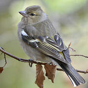 Eurasian Chaffinch