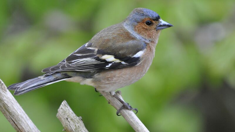 Common Chaffinch male adult breeding, identification