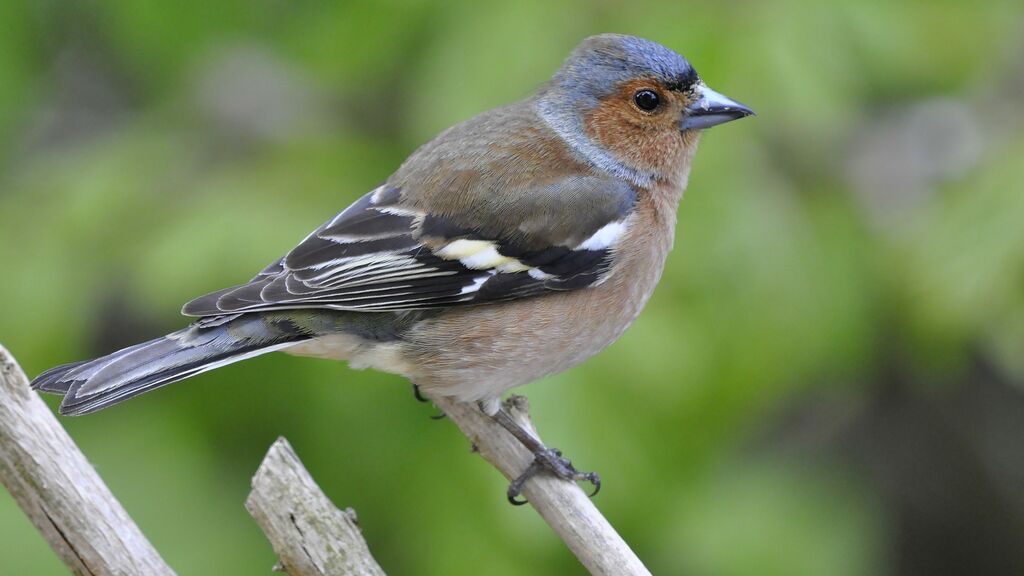 Eurasian Chaffinch male adult breeding, identification