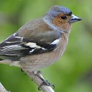 Eurasian Chaffinch