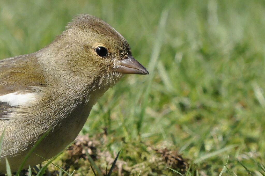 Eurasian Chaffinch female adult