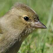 Eurasian Chaffinch