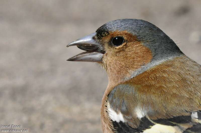 Common Chaffinch male adult, feeding habits