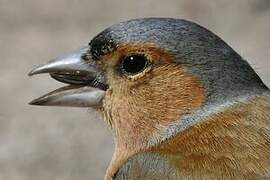 Common Chaffinch