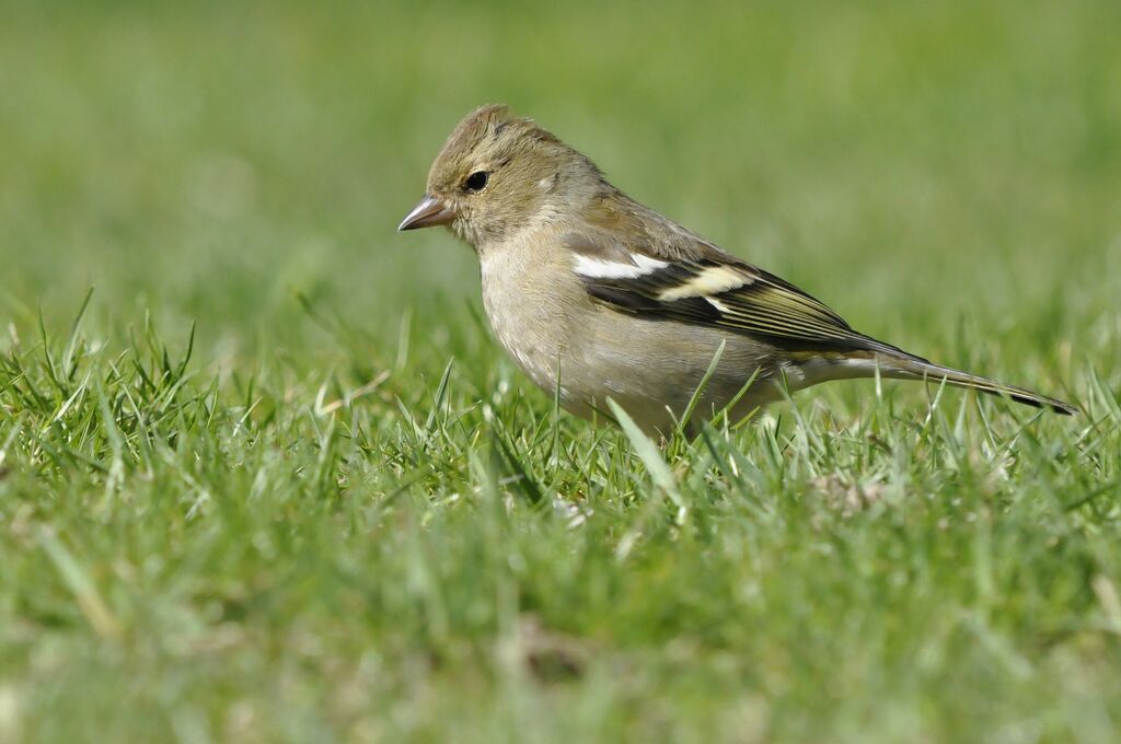 Pinson des arbres femelle adulte, identification