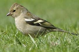 Eurasian Chaffinch