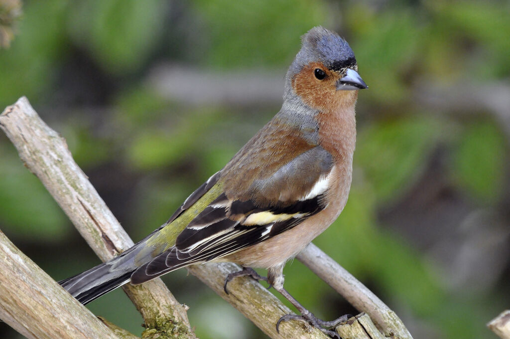 Common Chaffinch male adult, identification