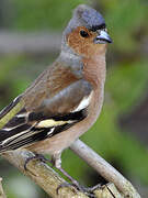 Eurasian Chaffinch