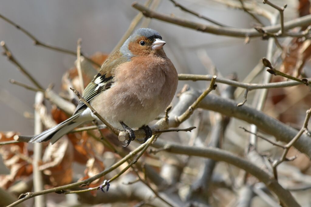 Common Chaffinch male adult, identification