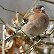 Eurasian Chaffinch