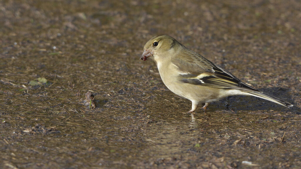 Eurasian Chaffinch female adult, identification