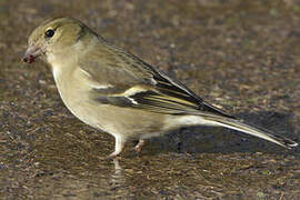 Eurasian Chaffinch