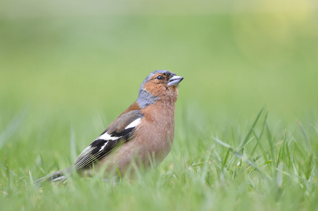 Common Chaffinch male adult, identification