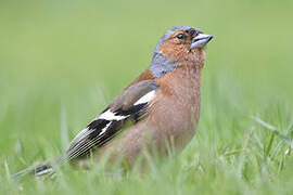 Eurasian Chaffinch