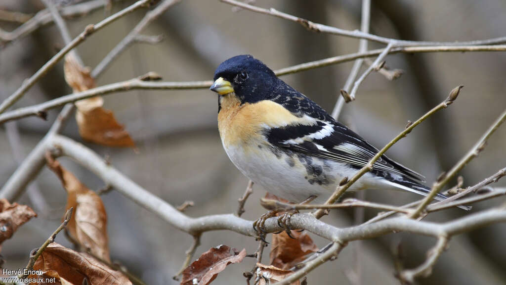 Brambling male adult breeding, identification